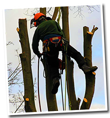 tree surgeon in pensby