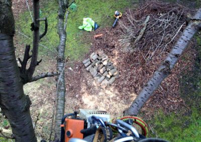 tree surgery3