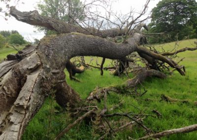 tree surgery4
