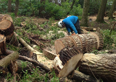 tree surgery5