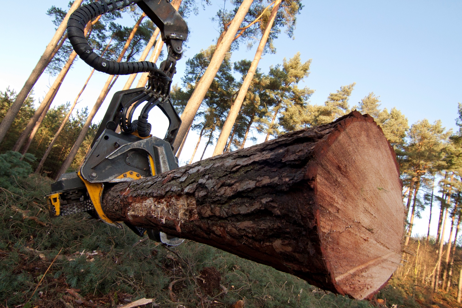 A TRUSTED SERVICE FOR TREE FELLING IN CARDIFF
