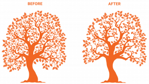 crown thinning
