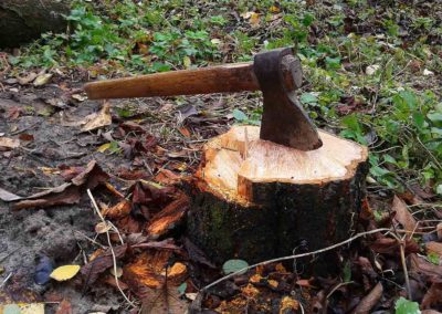 stump-grinding-and-removal